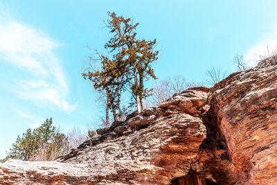 Low angle view of rock formation amidst trees against sky