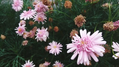 Close-up of flowers blooming outdoors