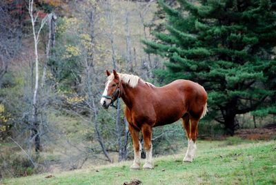 Horse standing on field in forest