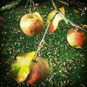 Close-up of apples