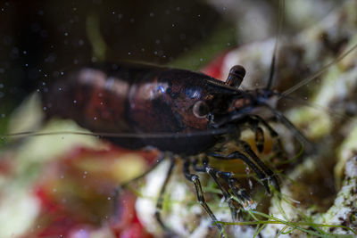 Close-up of insect on leaf