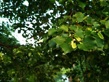 Low angle view of leaves on tree