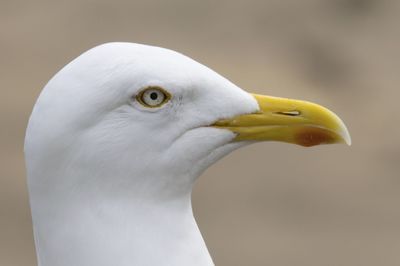 Close-up of a bird