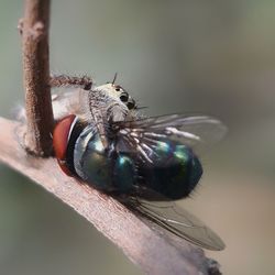 Close-up of fly