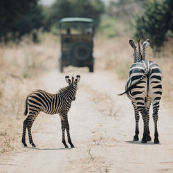 Zebras standing on road at field