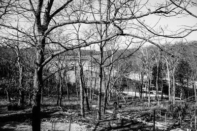 Bare trees in forest during winter