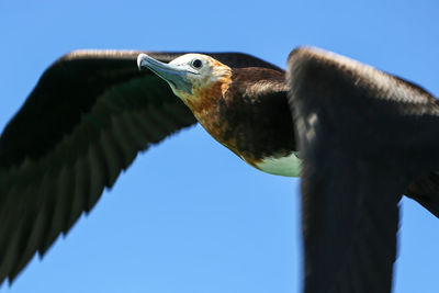 Low angle view of eagle perching against clear blue sky