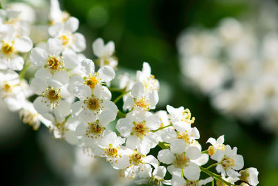White, bird cherry flowers bloom in spring.
