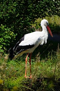 Stork foraging for food