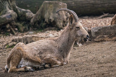 Female siberian ibex, capra sibirica