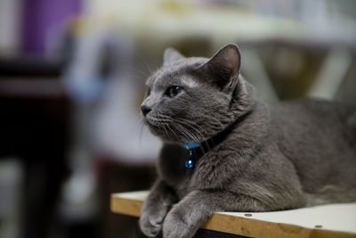 Close-up of a cat looking away