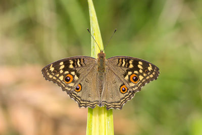 Close-up of butterfly on leaf