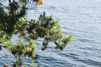Reflection of trees in water