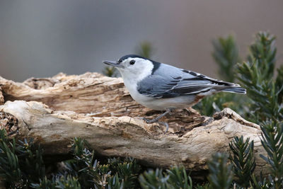 Close-up of bird perching on wood