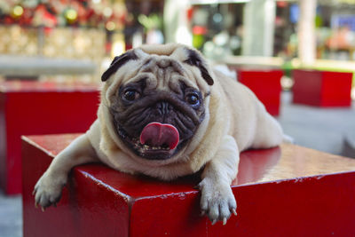 Close-up portrait of a dog