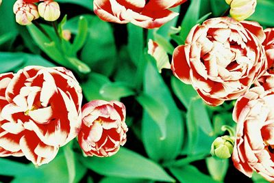 Close-up of red rose