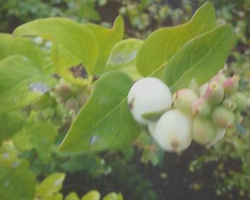 Close-up of fresh green plant