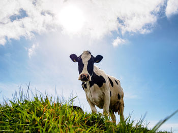 Low angle view of cow on field against sky