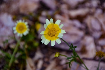 Close-up of yellow flowering plant on field