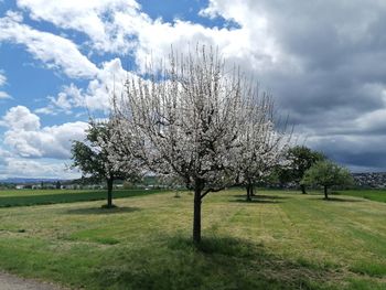 Trees on field against cloudy sky