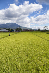 Scenic view of field against sky