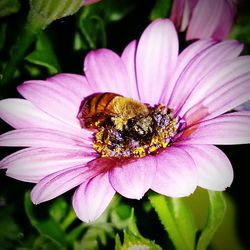 Close-up of bee on pink flower