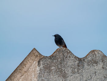 Bird perching on a wall