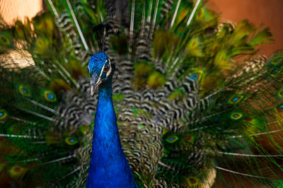 Close-up of peacock