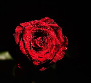 Close-up of red rose against black background