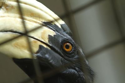 Close-up of a bird