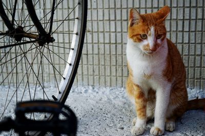 Cat sitting by bicycle against wall