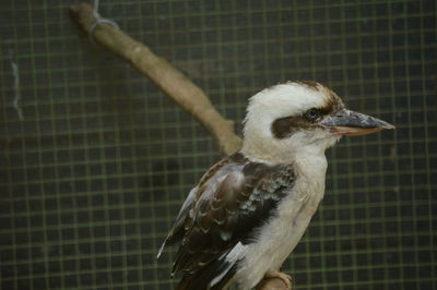 Close-up of bird in cage
