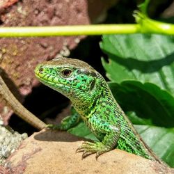 Close-up of green lizard on rock