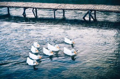 High angle view of swans swimming in lake