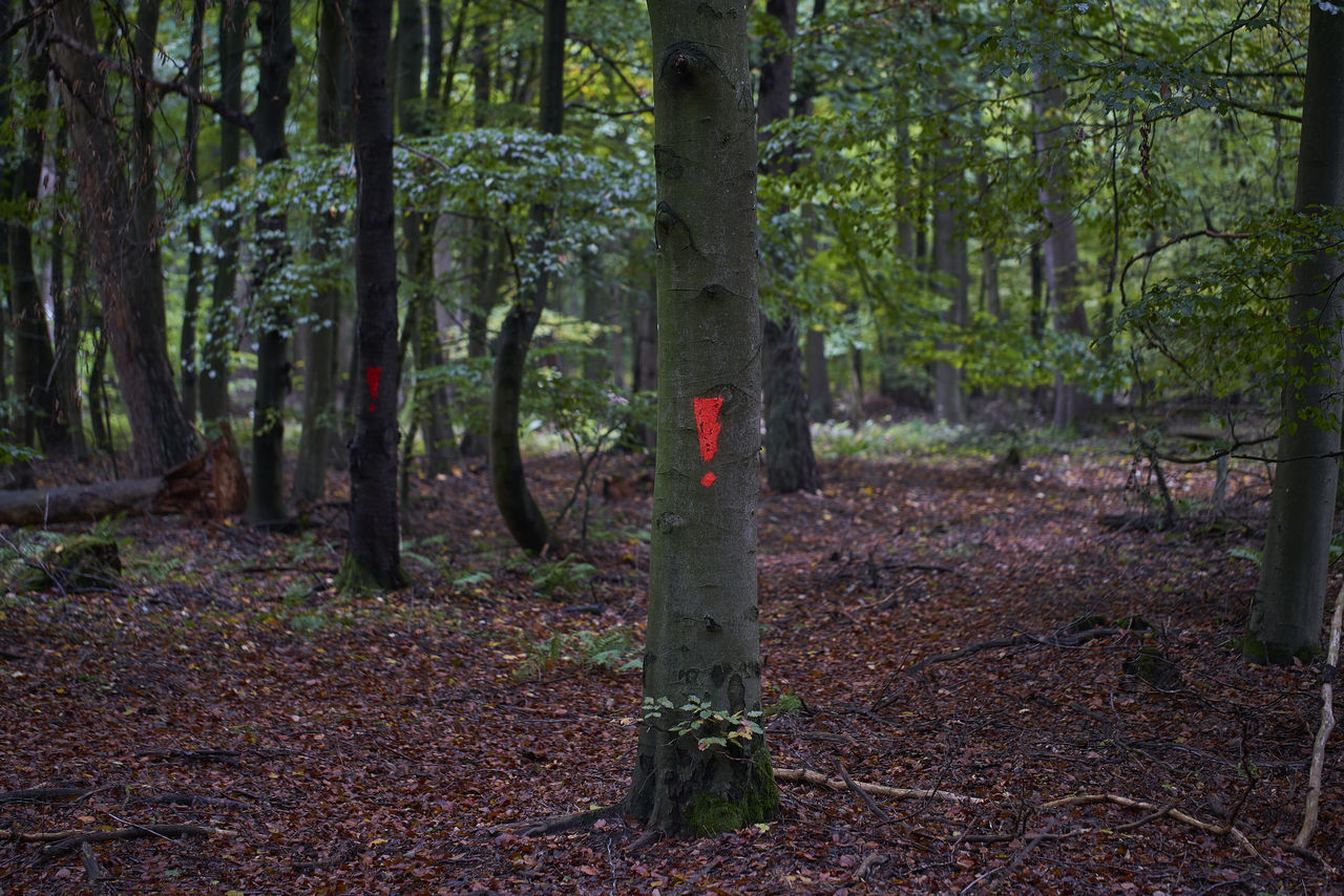 TREES AND PLANTS ON LAND