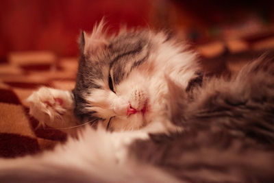 Close-up of kitten sleeping