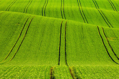 Full frame shot of corn field