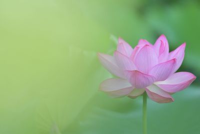 Close-up of pink flowers