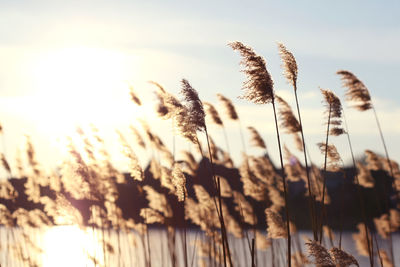 Plants growing on field at sunset