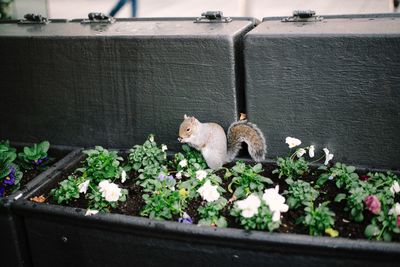 Squirrel on planter