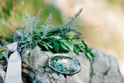 Close-up of succulent plant on rock