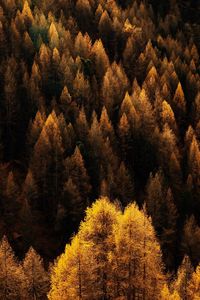 View of trees in forest