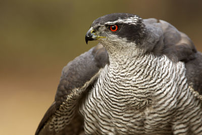 Close-up portrait of a bird