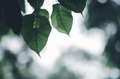 Close-up of leaves on branches