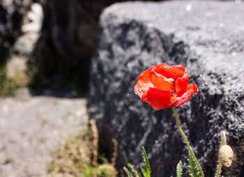 Close-up of red poppy flower