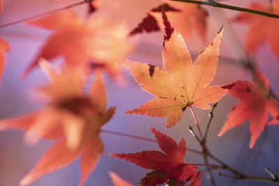 Close-up of maple leaves on plant