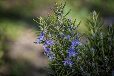 Close-up of purple flowers
