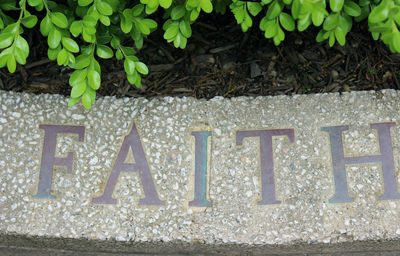 Close-up of text on tree trunk