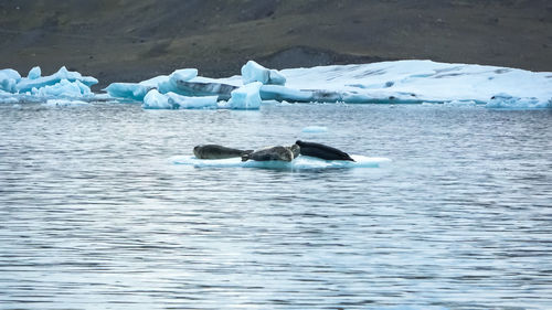 High angle view of swimming in sea