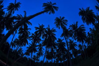 Low angle view of coconut palm trees against blue sky